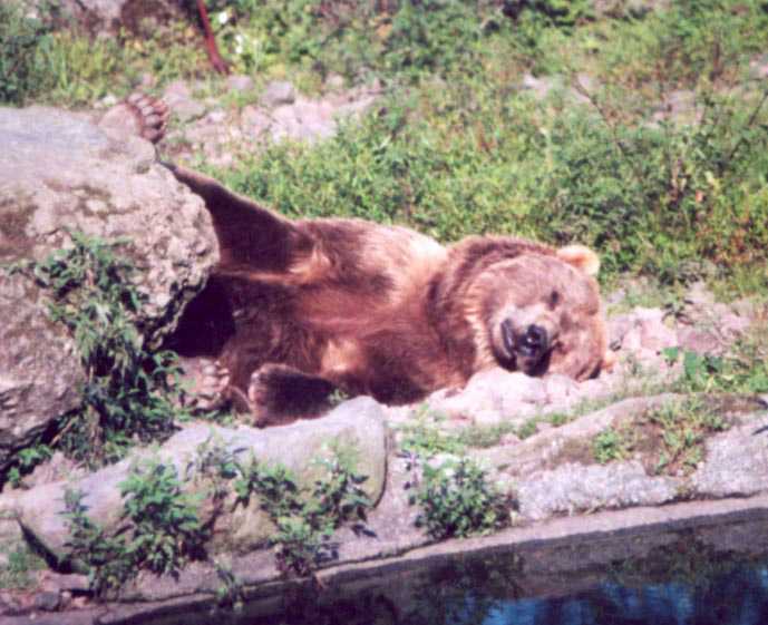 http://www.warbirdphotographs.com/FujiPark/KodiakBear-2.jpg