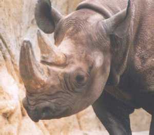 Rhino-2_th.jpg