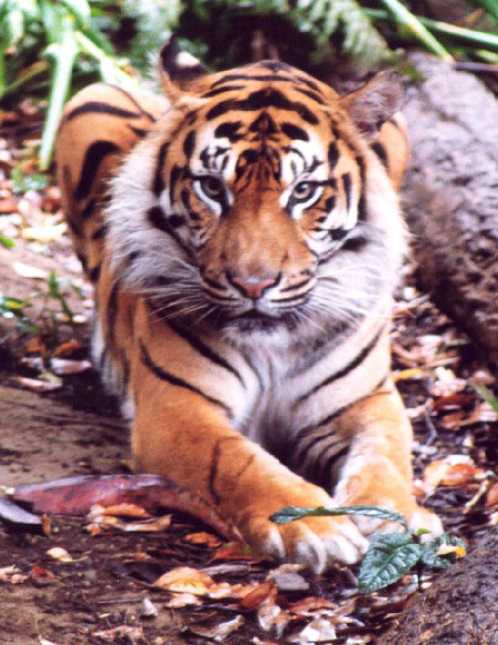 U3-Tiger-4s.jpg