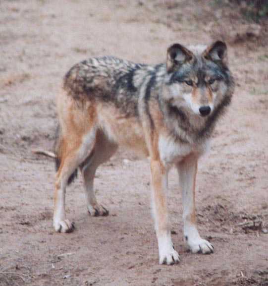 Red Grey Wolf
